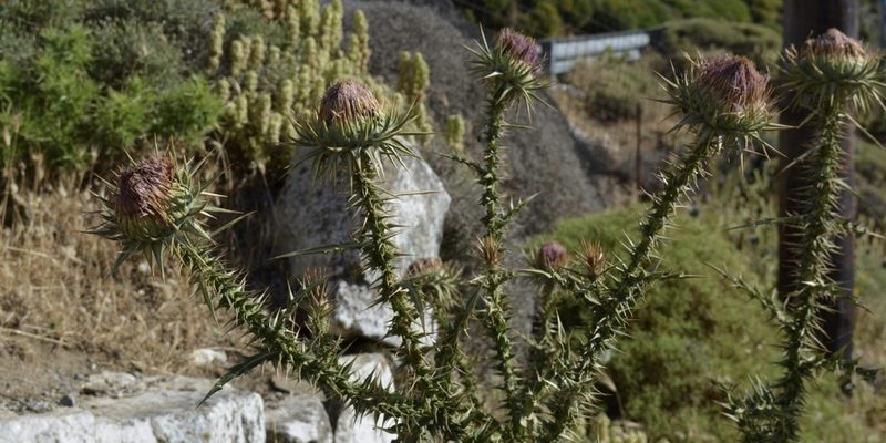 Onopordum caulescens, photographed by Zac Peterson