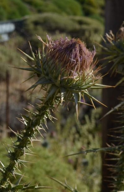 Onopordum caulescens, photographed by Zac Peterson