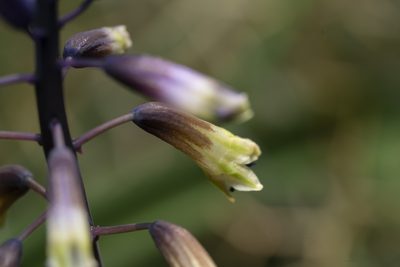 Bellevalia trifoliata, photographed by Eleftherios Katsillis