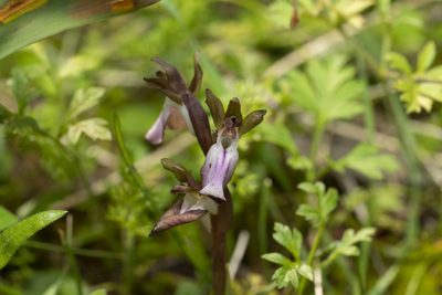 Anacamptis collina, photographed by Eleftherios Katsillis