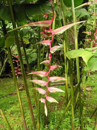 Heliconia chartacea, photographed by Todd Boland