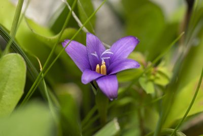 Romulea tempskyana, photographed by Eleftherios Katsillis