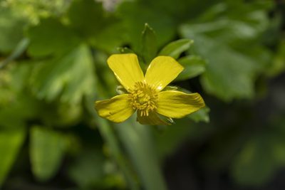 Ranunculus creticus, photographed by Eleftherios Katsillis