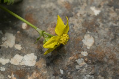 Ranunculus creticus, photographed by Eleftherios Katsillis