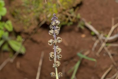 Bellevalia trifoliata, photographed by Eleftherios Katsillis