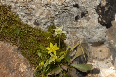 Gagea peduncularis, photographed by Eleftherios Katsillis