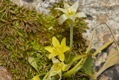 Gagea peduncularis, photographed by Eleftherios Katsillis