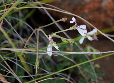 Pelargonium dichondrifolium, photographed by Tony Rebelo