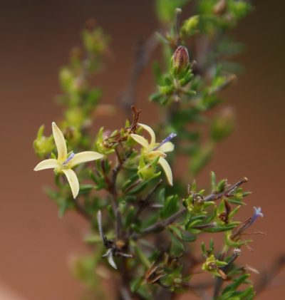 Wahlenbergia albens, photographed by Tony Rebelo