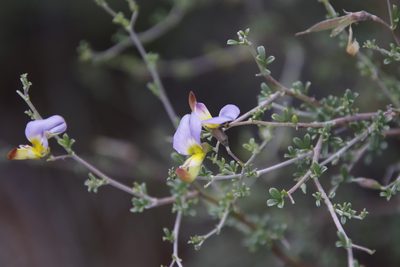 Lotononis sericophylla, photographed by Tony Rebelo