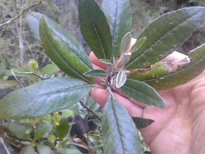Brachyglottis laxifolia, photographed by Brett Sandford