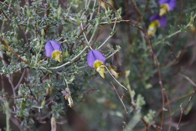 Lotononis sericophylla, photographed by Tony Rebelo