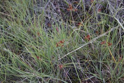 Cyperus usitatus, photographed by Tony Rebelo