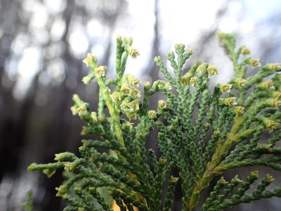 Chamaecyparis thyoides, photographed by mfeaver