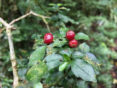 Psychotria parvifolia, photographed by maddysk