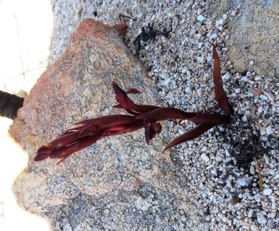 Disa atrorubens, photographed by linkie