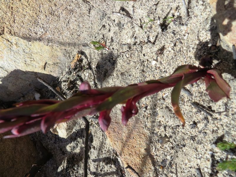 Disa atrorubens, photographed by linkie