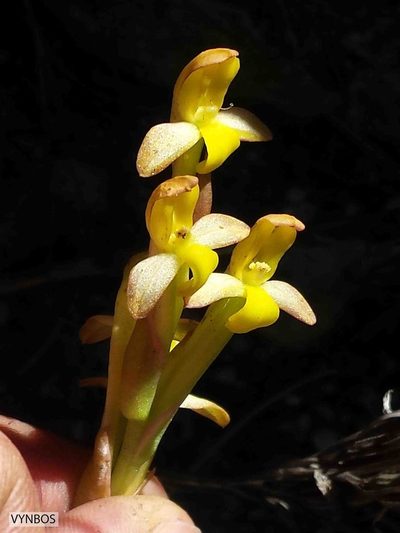 Disa comosa, photographed by Chris Vynbos