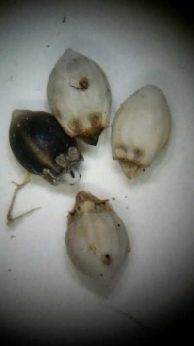 Scleria georgiana, photographed by Jay Horn