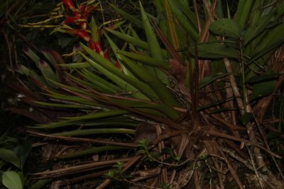 Vriesea altodaserrae, photographed by Carlos Henrique Russi