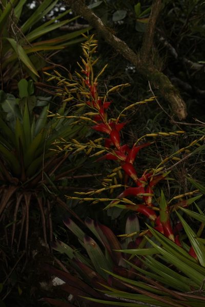 Vriesea altodaserrae, photographed by Carlos Henrique Russi