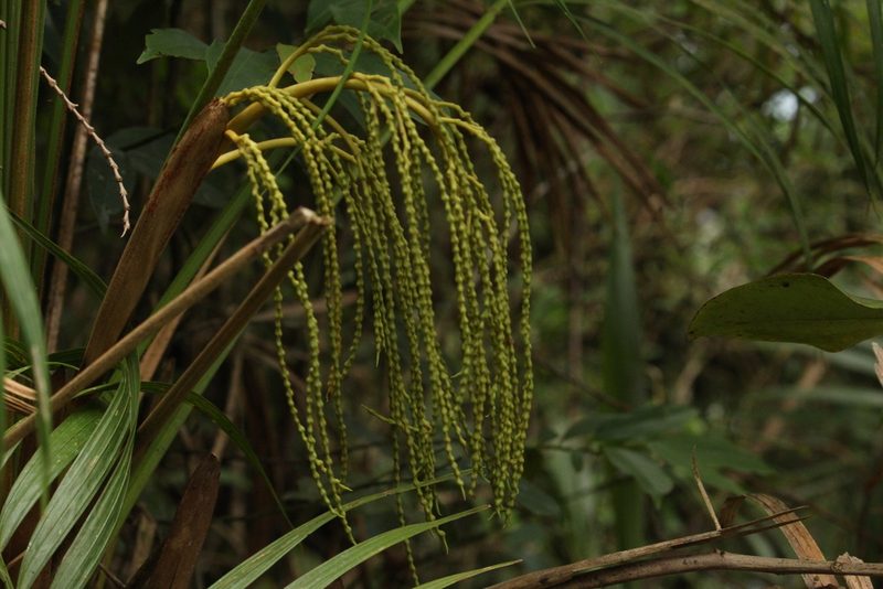 Geonoma schottiana, photographed by Carlos Henrique Russi