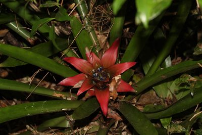 Nidularium procerum, photographed by Carlos Henrique Russi