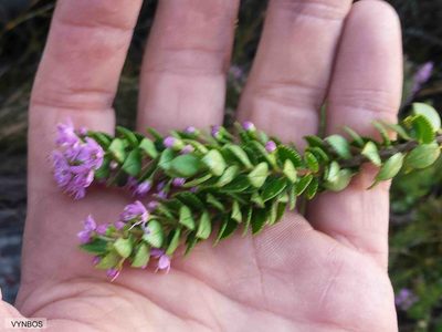Agathosma odoratissima, photographed by Chris Vynbos