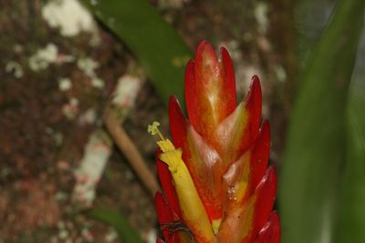 Vriesea incurvata, photographed by Carlos Henrique Russi