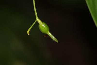 Maranta divaricata, photographed by Carlos Henrique Russi