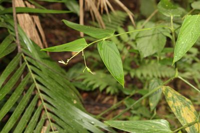 Maranta divaricata, photographed by Carlos Henrique Russi