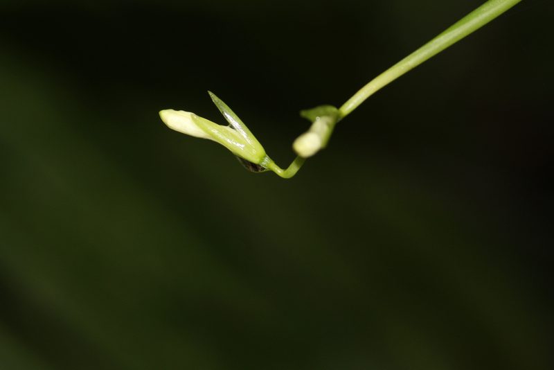 Maranta divaricata, photographed by Carlos Henrique Russi