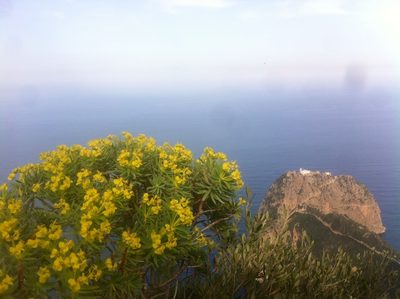 Euphorbia dendroides, photographed by Dyhia YOUSFI