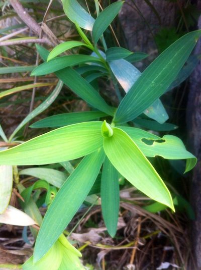 Bupleurum plantagineum, photographed by Dyhia YOUSFI