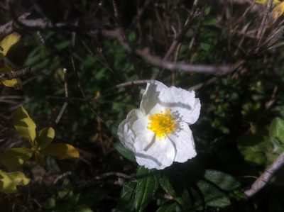 Helianthemum fontanesii, photographed by Dyhia YOUSFI