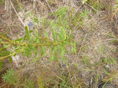 Solidago tortifolia, photographed by cwarneke