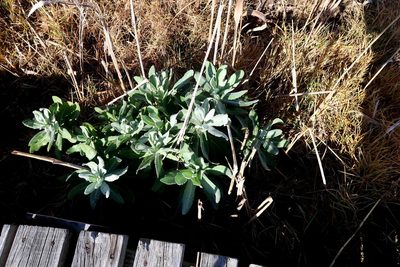 Senecio lanceus, photographed by Di Turner