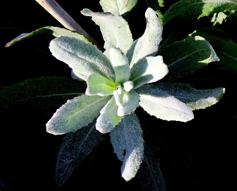 Senecio lanceus, photographed by Di Turner