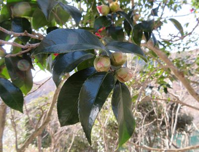 Camellia japonica, photographed by Marco Mussita