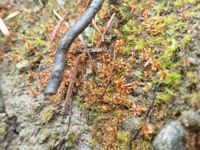 Tortula bolanderi, photographed by Randal