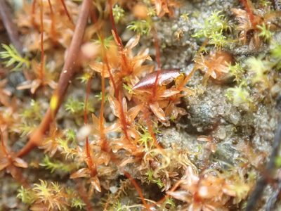 Tortula bolanderi, photographed by Randal