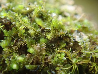 Blepharostoma trichophyllum, photographed by Randal