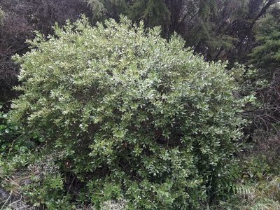 Melicytus obovatus, photographed by naturewatchwidow