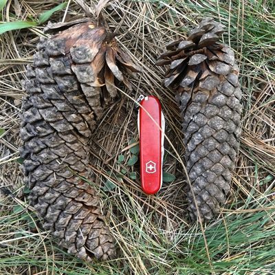 Pinus devoniana, photographed by Dante S. Figueroa