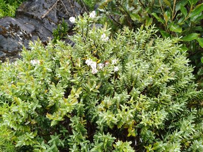 Veronica topiaria, photographed by Leon Perrie