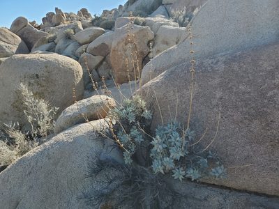 Salvia vaseyi, photographed by Bob Miller
