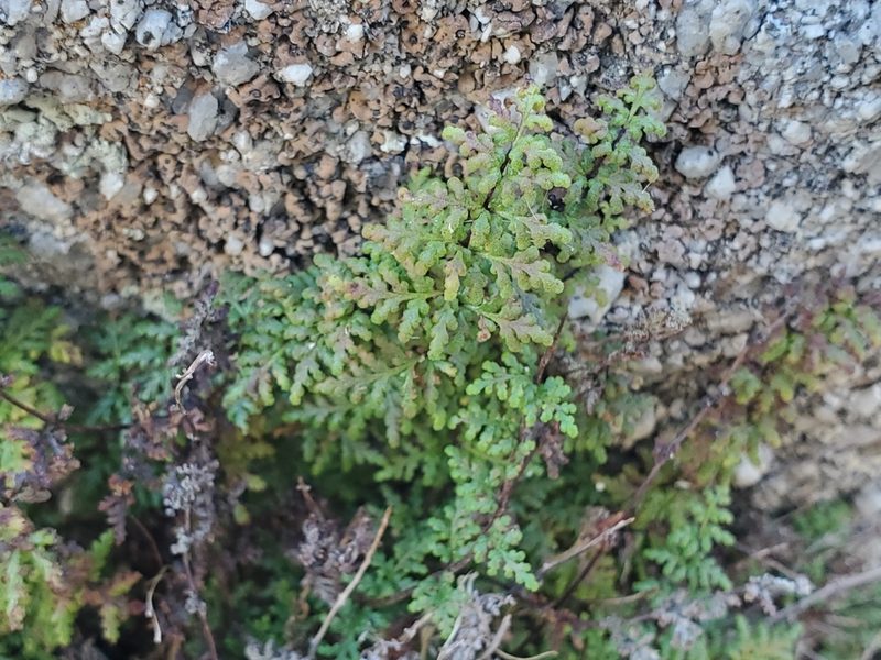 Myriopteris viscida, photographed by Bob Miller