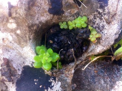 Sedum pubescens, photographed by Dyhia YOUSFI