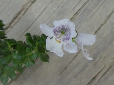 Prostanthera cuneata, photographed by Doug Miller