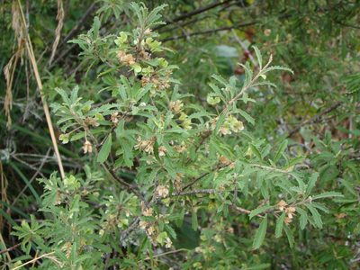 Hoheria angustifolia, photographed by Lisa Bennett